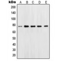 LifeSab™ OCT1 Rabbit pAb (50 µl)