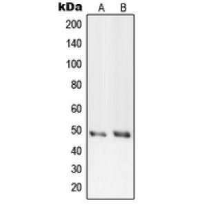LifeSab™ PRIM1 Rabbit pAb (50 µl)