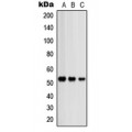 LifeSab™ PRKAR2B Rabbit pAb (50 µl)