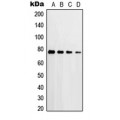 LifeSab™ PKC delta (pT507) Rabbit pAb (50 µl)