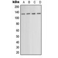 LifeSab™ PKN1 Rabbit pAb (50 µl)