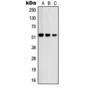 LifeSab™ PSMD12 Rabbit pAb (50 µl)