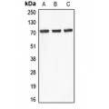 LifeSab™ ABCD4 Rabbit pAb (50 µl)