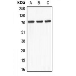 LifeSab™ ABCD4 Rabbit pAb (50 µl)
