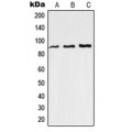 LifeSab™ RAP1GAP Rabbit pAb (50 µl)
