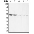 LifeSab™ c-Rel Rabbit pAb (50 µl)