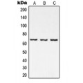 LifeSab™ NF-kappaB p65 Rabbit pAb (50 µl)