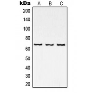 LifeSab™ NF-kappaB p65 Rabbit pAb (50 µl)