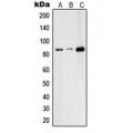 LifeSab™ RFX3 Rabbit pAb (50 µl)