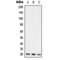 LifeSab™ RGS10 Rabbit pAb (50 µl)