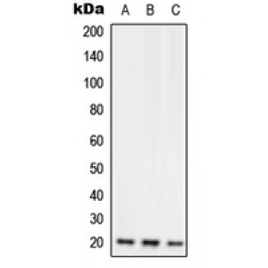 LifeSab™ RGS10 Rabbit pAb (50 µl)