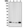 LifeSab™ RPS2 Rabbit pAb (50 µl)