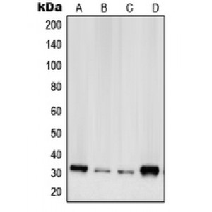 LifeSab™ RPS2 Rabbit pAb (50 µl)