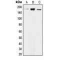 LifeSab™ CLIP1 Rabbit pAb (50 µl)