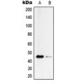 LifeSab™ Serpin B4 Rabbit pAb (50 µl)
