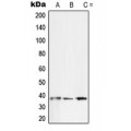 LifeSab™ SFRP2 Rabbit pAb (50 µl)