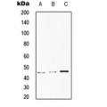 LifeSab™ CD75 Rabbit pAb (50 µl)