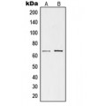 LifeSab™ TESK1 Rabbit pAb (50 µl)