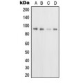 LifeSab™ CD71 Rabbit pAb (50 µl)