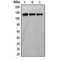 LifeSab™ TIE1 Rabbit pAb (50 µl)