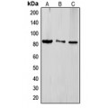 LifeSab™ TLE4 Rabbit pAb (50 µl)
