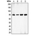 LifeSab™ Ezrin Rabbit pAb (50 µl)