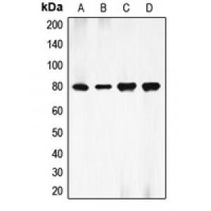 LifeSab™ Ezrin Rabbit pAb (50 µl)