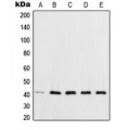 LifeSab™ XPA Rabbit pAb (50 µl)