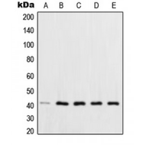 LifeSab™ XPA Rabbit pAb (50 µl)