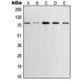LifeSab™ XRCC1 Rabbit pAb (50 µl)