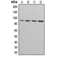 LifeSab™ Cullin 3 Rabbit pAb (50 µl)