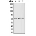LifeSab™ SLC43A1 Rabbit pAb (50 µl)