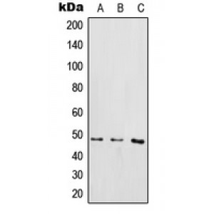 LifeSab™ IKK gamma (pS85) Rabbit pAb (50 µl)