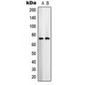 LifeSab™ ARALAR1 Rabbit pAb (50 µl)