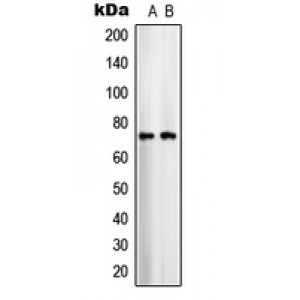 LifeSab™ ARALAR1 Rabbit pAb (50 µl)