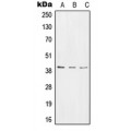 LifeSab™ RPC Rabbit pAb (50 µl)