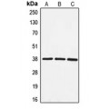 LifeSab™ EIF3F Rabbit pAb (50 µl)