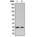 LifeSab™ B3GALT1 Rabbit pAb (50 µl)