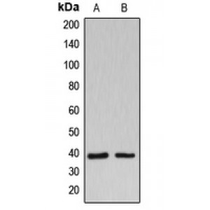 LifeSab™ B3GALT1 Rabbit pAb (50 µl)