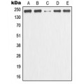 LifeSab™ GANP Rabbit pAb (50 µl)