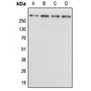 LifeSab™ Kalirin Rabbit pAb (50 µl)
