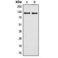 LifeSab™ ARHGEF1 Rabbit pAb (50 µl)