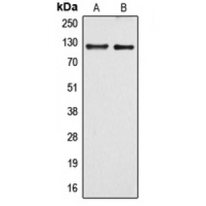 LifeSab™ ARHGEF1 Rabbit pAb (50 µl)