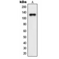 LifeSab™ NEMF Rabbit pAb (50 µl)