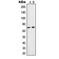 LifeSab™ CNT2 Rabbit pAb (50 µl)