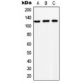 LifeSab™ NCKX1 Rabbit pAb (50 µl)