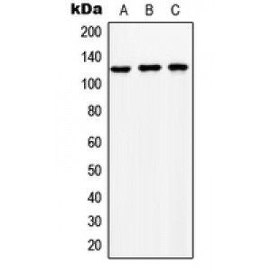 LifeSab™ NCKX1 Rabbit pAb (50 µl)