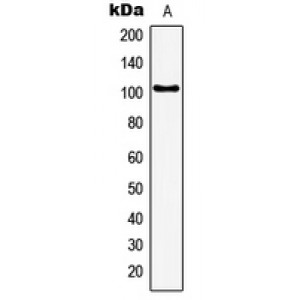 LifeSab™ GTF3C3 Rabbit pAb (50 µl)