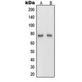 LifeSab™ Netrin 1 Rabbit pAb (50 µl)