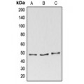 LifeSab™ BAG4 Rabbit pAb (50 µl)